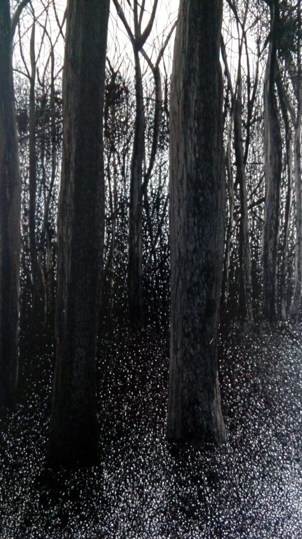 La forêt Colbert 4 (Michèle CARANOVE)
